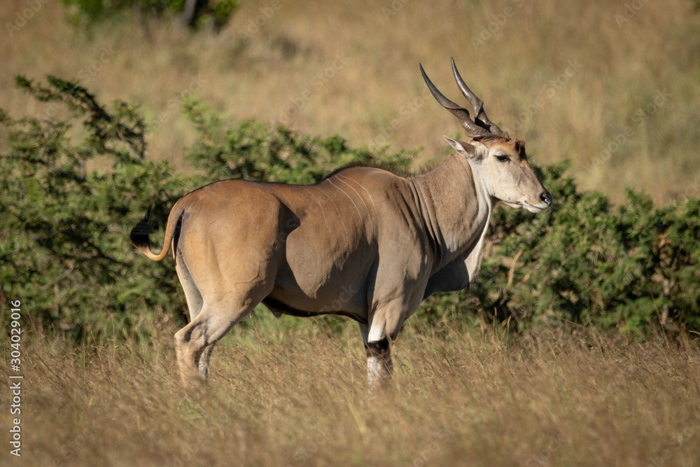 Eland stands in profile in long grass Eland stands in profile in long grass