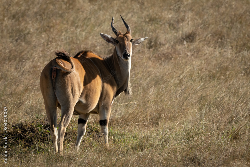 Eland stands eyeing camera in short grass Eland stands eyeing camera in short grass