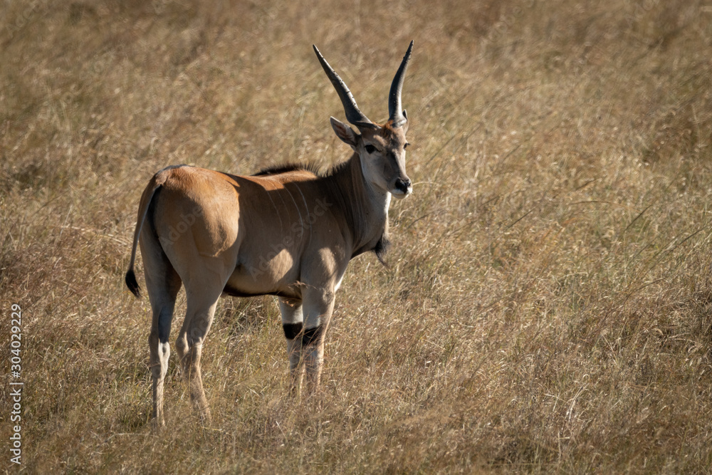 Eland stands turning head to watch camera Eland stands turning head to watch camera