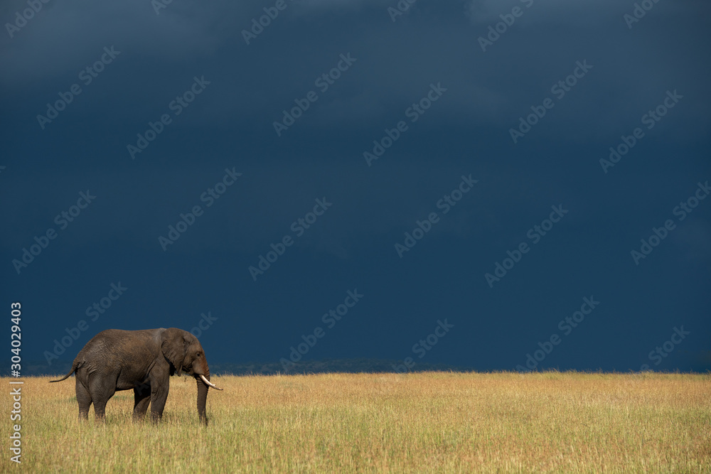 Elephant in sunlit grass under dark clouds