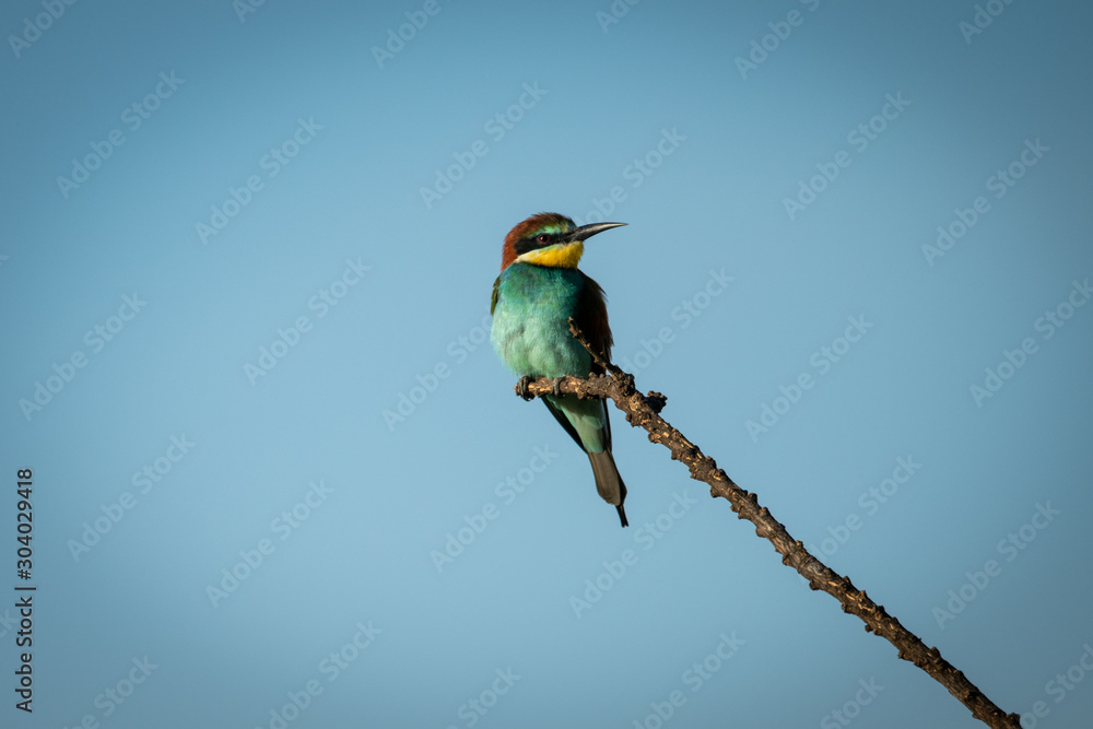 European bee-eater on diagonal branch against sky European bee-eater on diagonal branch against sky