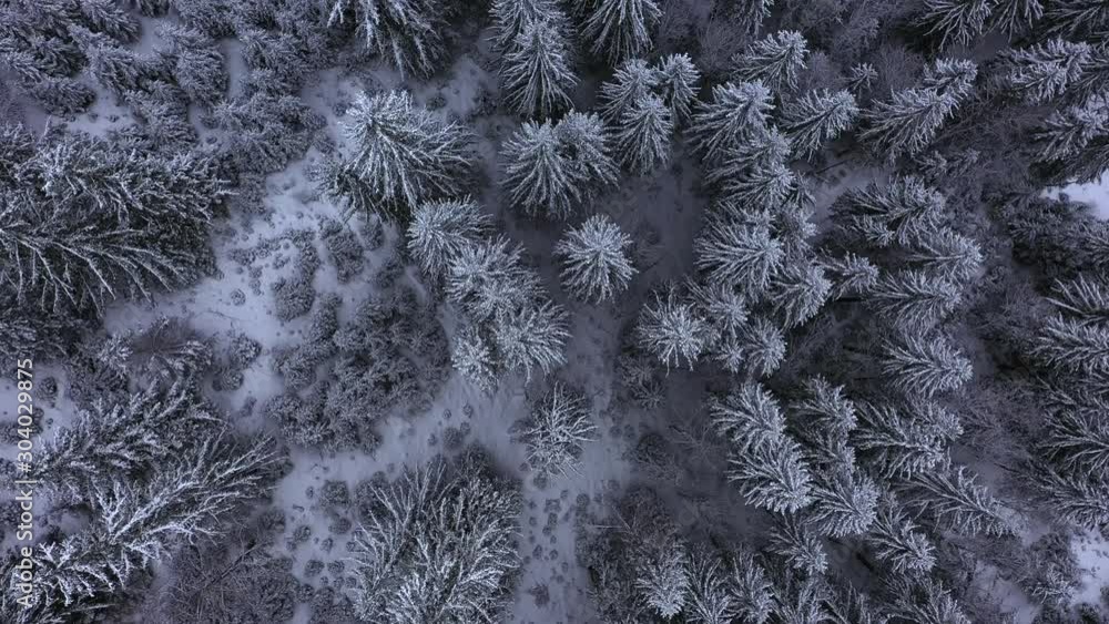 Aerial drone flight over snowy forest full of christmas trees at carpathian mountains, ukraine, 4k. top down vertical view on the winter pattern from tree tops covered with snow. black and white gray Aerial drone flight over snowy forest full of christmas trees at carpathian mountains, ukraine, 4k. top down vertical view on the winter pattern from tree tops covered with snow. black and white gray