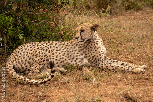 Female cheetah lies looking back by bush