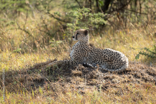 Female cheetah lies on mound looking ahead