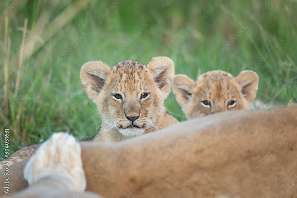 Obraz premium Cute lion cub