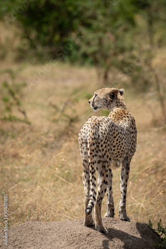 Female cheetah on termite mound from behind