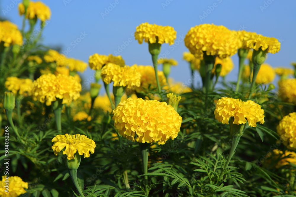 Marigold in the garden Marigold in the garden