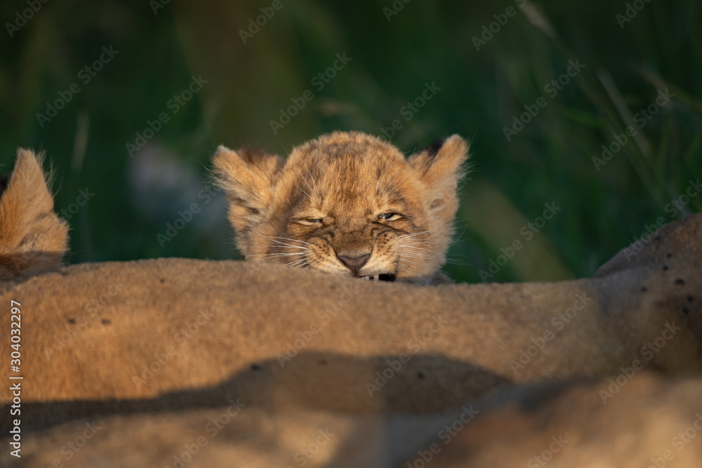 Obraz premium Cute lion cub