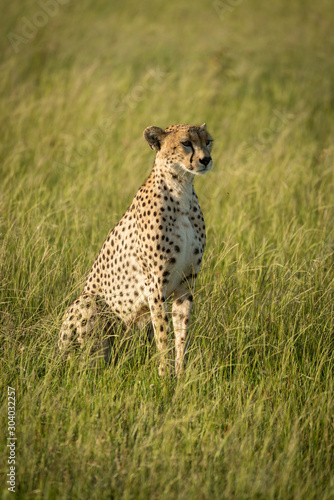 Female cheetah sits in grass in sunshine