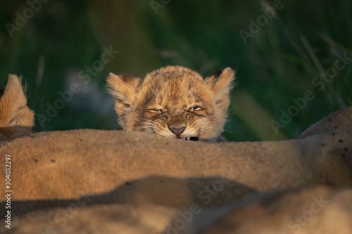 Cute lion cub