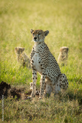 Fotografering Female cheetah sits in grass near cubs