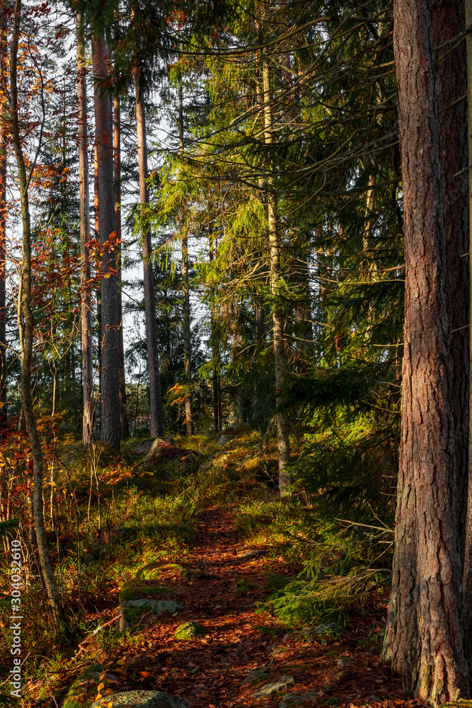 Small path leading further into a forest during autumn and sunset. Small path leading further into a forest during autumn and sunset.