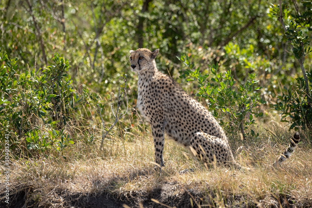 Female cheetah sits in profile on grass Female cheetah sits in profile on grass