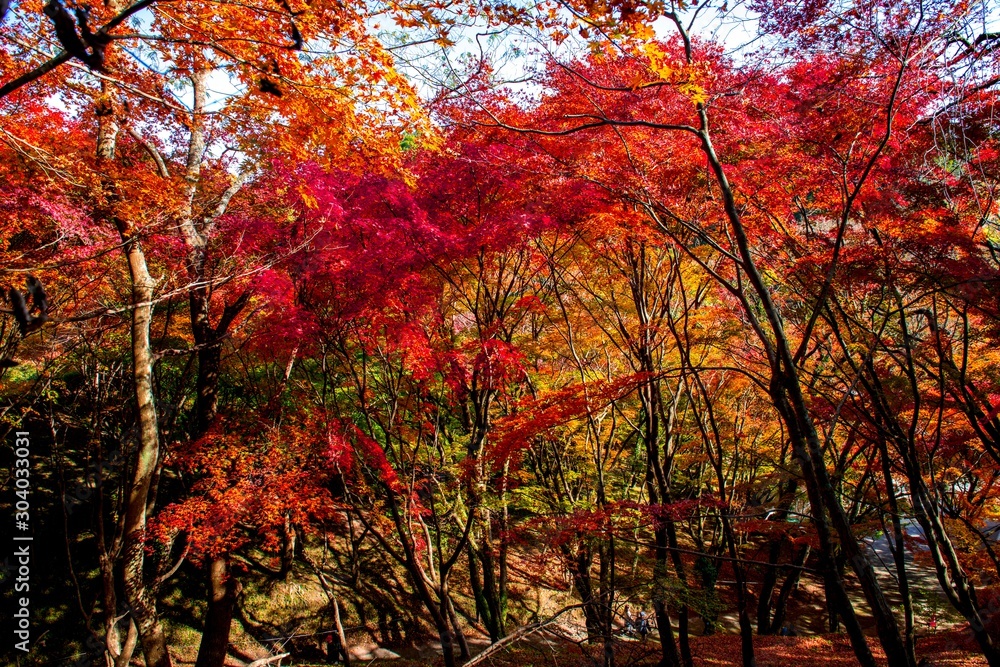 用作公園の紅葉 用作公園の紅葉
