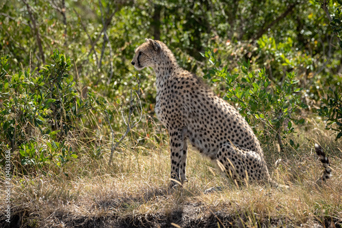 Female cheetah sits on grass in profile