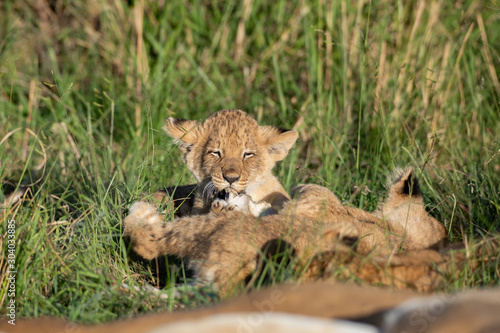 Cute lion cub © Alexey Osokin
