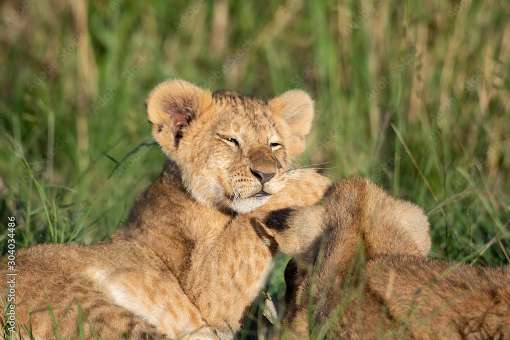 Cute lion cub Cute lion cub