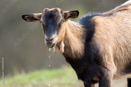 Portrait of brown goat on the watering place