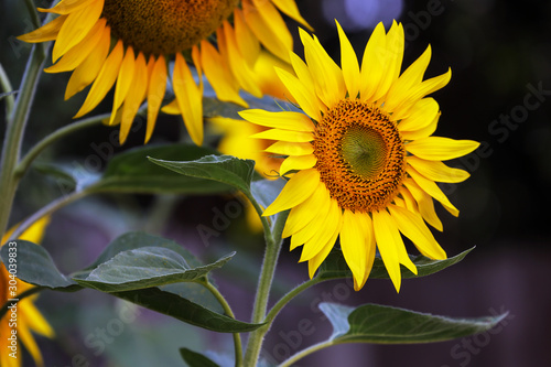 Bright yellow sunflowers in closeup.