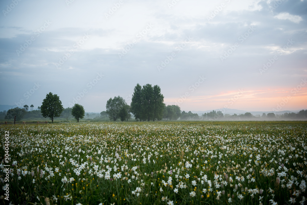 Amazing sunset over the field of beautiful yellow wild daffodils Amazing sunset over the field of beautiful yellow wild daffodils