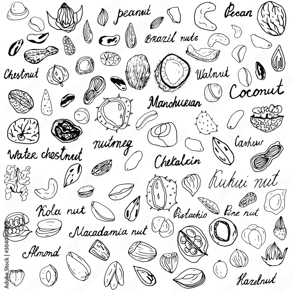 Big set of nuts. Logo illustration. Hand drawn vector sketch. Line drawing. Hand-drawn nuts collection. Black outline on an isolated white background. Lettering. 