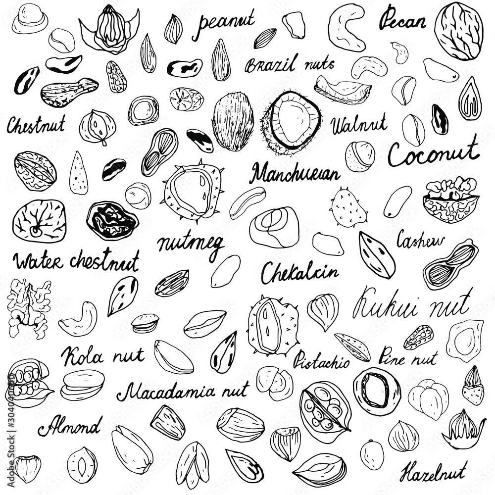 Big set of nuts. Logo illustration. Hand drawn vector sketch. Line drawing. Hand-drawn nuts collection. Black outline on an isolated white background. Lettering. Big set of nuts. Logo illustration. Hand drawn vector sketch. Line drawing. Hand-drawn nuts collection. Black outline on an isolated white background. Lettering.