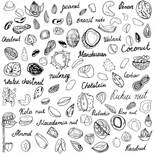 Big set of nuts. Logo illustration. Hand drawn vector sketch. Line drawing. Hand-drawn nuts collection. Black outline on an isolated white background. Lettering. 