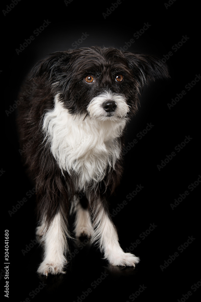Standing chinese crested powder puff dog on black background