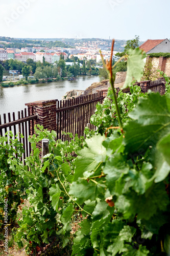 Small vineyard in Czech Republic photo