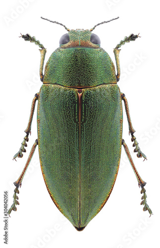 Beetle Perotis chlorana on a white background