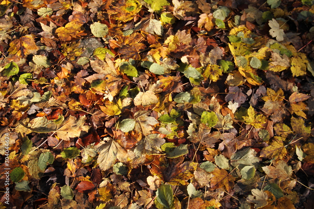 Tapis de feuilles