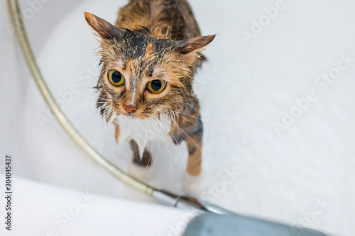 The striped three-colored cat looks with big eyes, is afraid of water, does not want to wash and tries to escape from the bath.