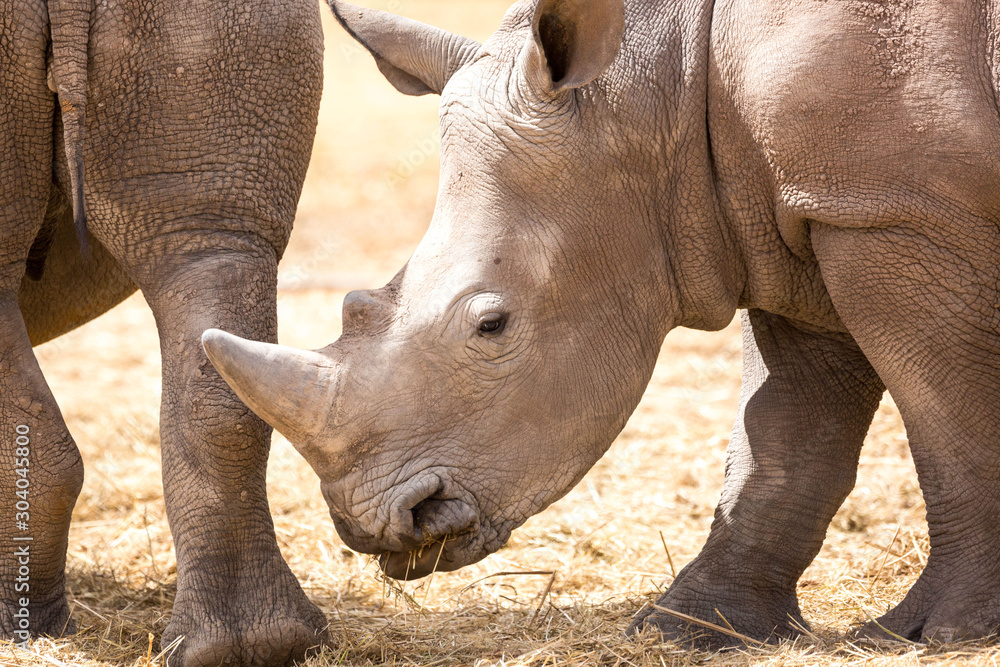 Obraz premium Close up of a young white rhinoceros eating grass, Namibia, Africa