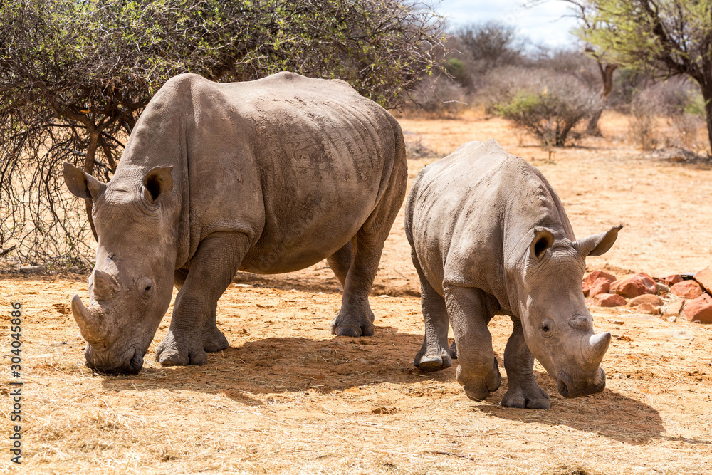 White rhinoceros mother with her offspring walking through the steppe, Namibia, Africa White rhinoceros mother with her offspring walking through the steppe, Namibia, Africa