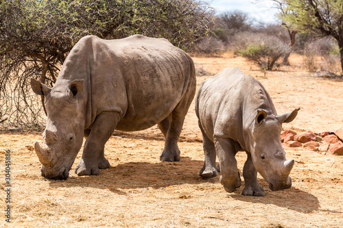 White rhinoceros mother with her offspring walking through the steppe  Namibia  Africa