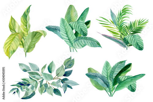 watercolor tropical leaves on isolated white background, palm leaves, eucalyptus