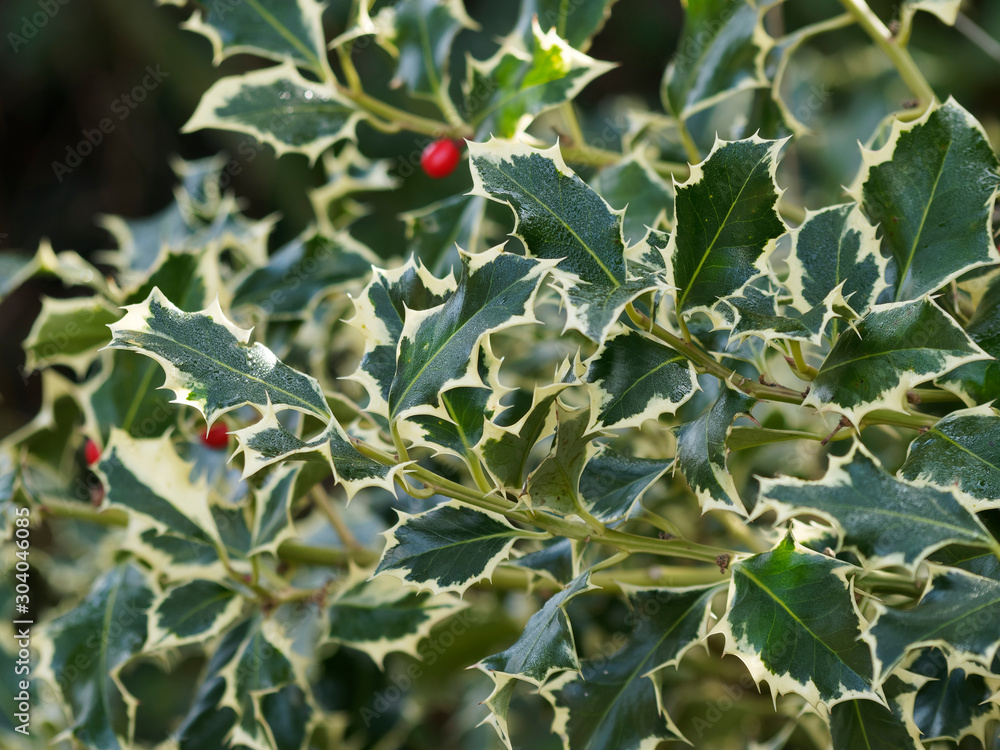 Ilex aquifolium argentea marginata oder Weißbunte Stechpalme 'Argentea Marginata', ein magischer Zierstrauch, mit dunkle Grün dornigen blätter, gelb blattrand und kleinen roten Steinfrüchte ab herbst