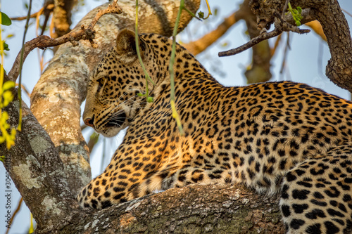 Profile view of spectacular leopard over tree branch