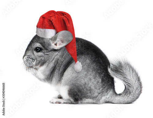 Christmas chinchilla in santa hat