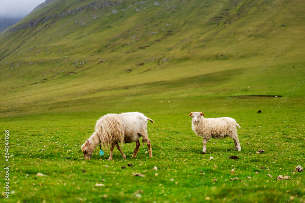 Faroese sheeps eating grass. Eysturoy island, Faroe, Denmark. Faroese sheeps eating grass. Eysturoy island, Faroe, Denmark.