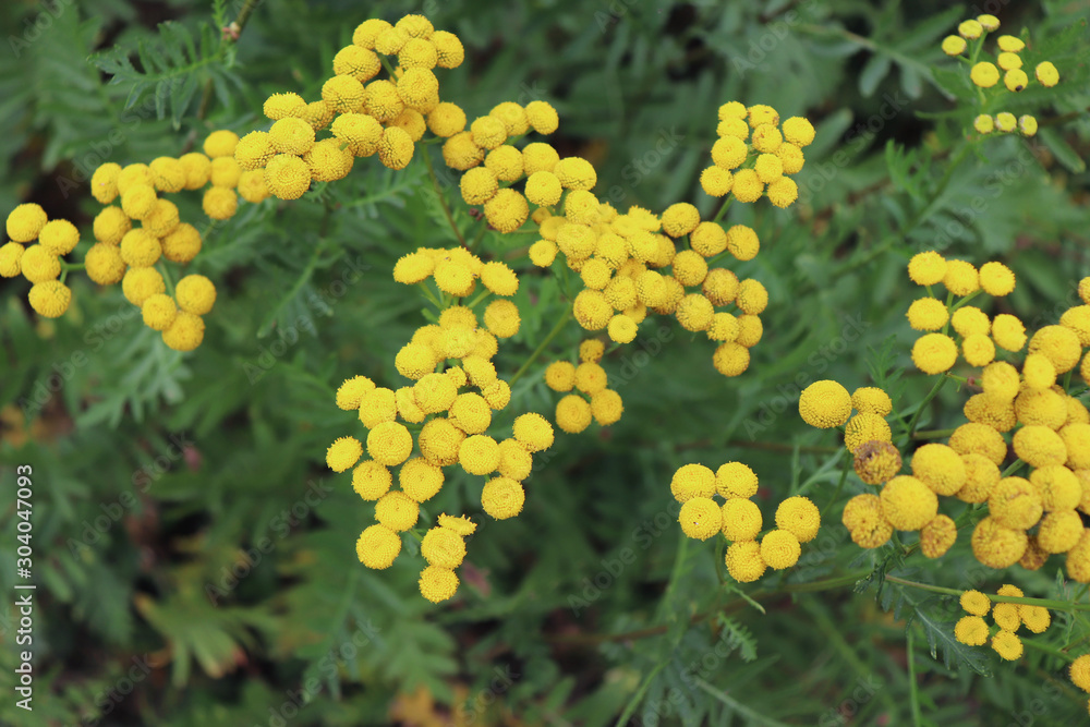 Blurred yellow Tansy ,Tanacetum vulgare is a perennial, herbaceous flowering plant. Is also known as common tansy, bitter buttons, cow bitter, or golden buttons.Used in the form of ointments and baths Blurred yellow Tansy ,Tanacetum vulgare is a perennial, herbaceous flowering plant. Is also known as common tansy, bitter buttons, cow bitter, or golden buttons.Used in the form of ointments and baths