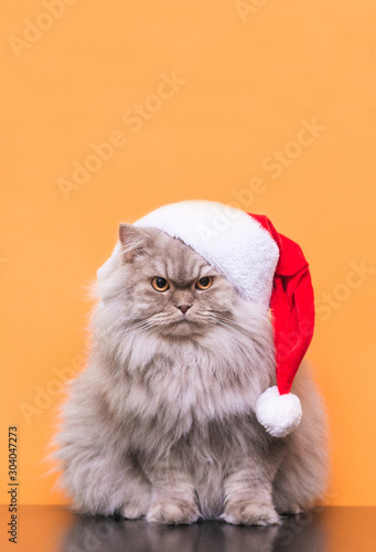 Obraz na plátně Сute fluffy cat in a Christmas hat is isolated on an orange background, looking into the camera