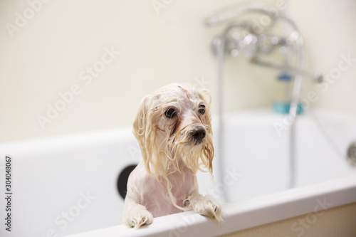wet dog bathed in the bathroom, at home, grooming salon