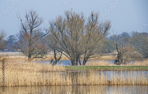 Im Nationalpark Unteres Odertal bei Schwedt photo