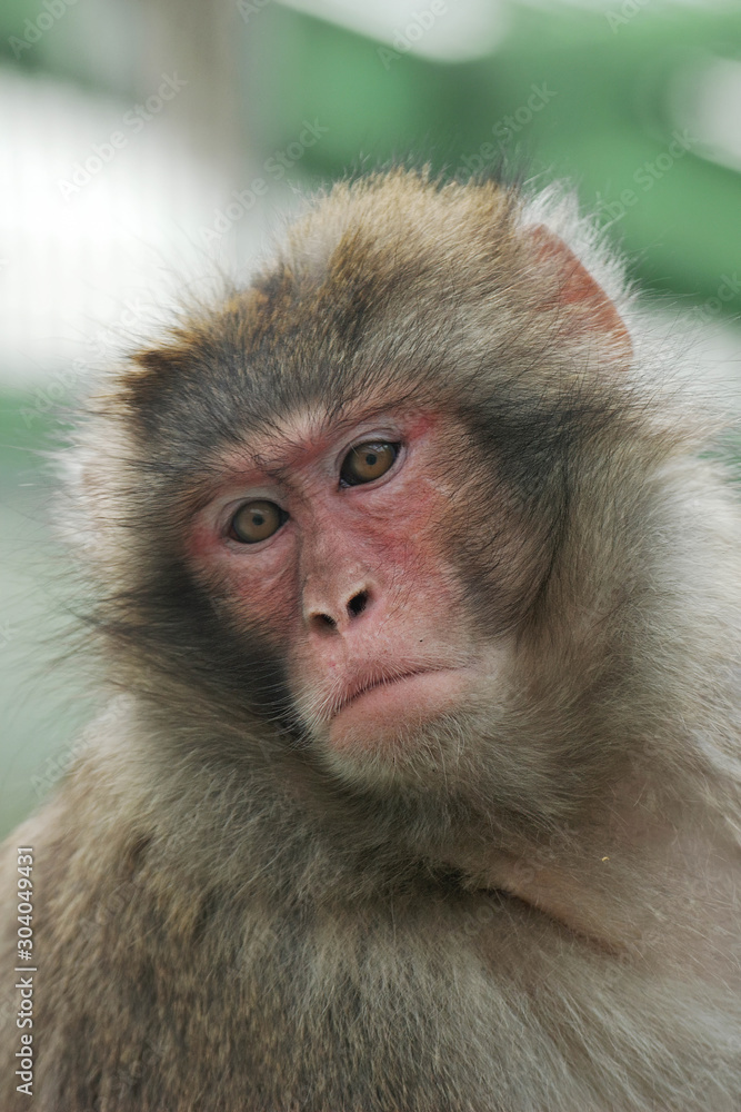 Fototapeta premium Monkey sitting outdoors on stone