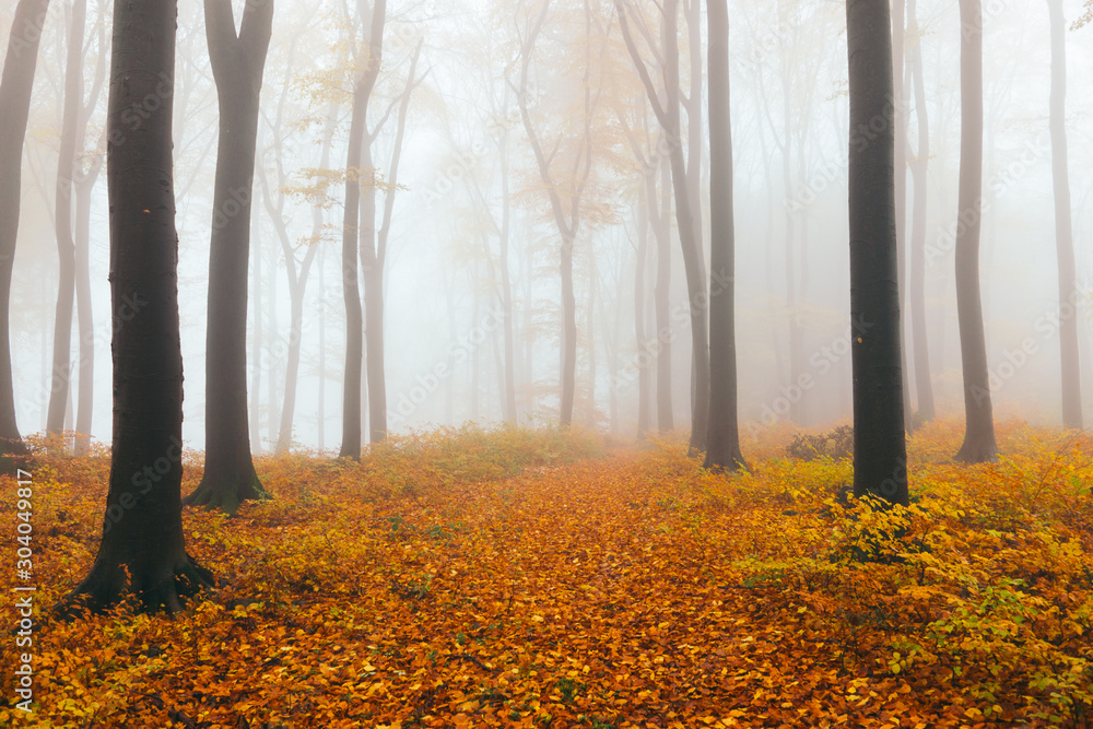 Obraz premium Wald im Nebel