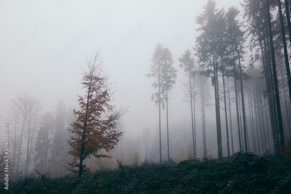 Fototapeta premium Wald im Nebel