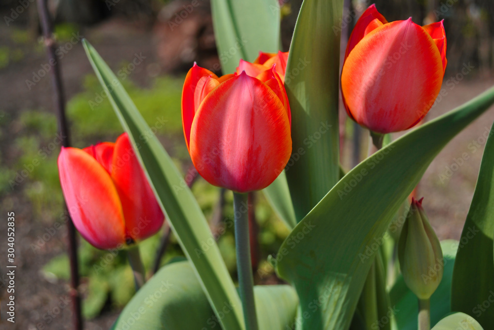 Three red pink tulip flowers blooming, blurry green leaves background, side view Three red pink tulip flowers blooming, blurry green leaves background, side view