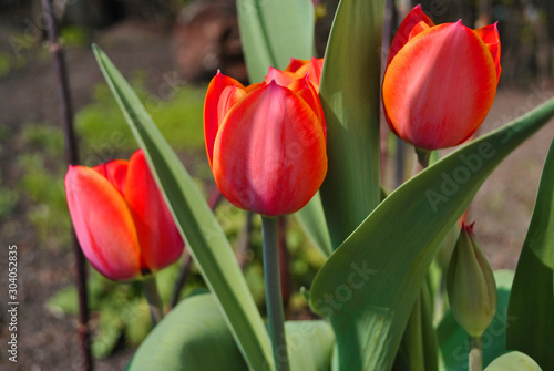Three red pink tulip flowers blooming   blurry  green leaves background  side view