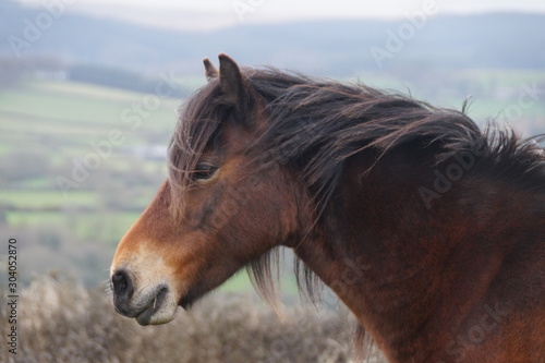 Portrait d'un poney bai © Mai Lan VVQ